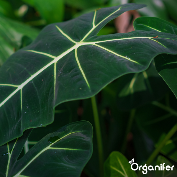 Nahaufnahme eines dunkelgrünen Blattes mit hellen Blattadern einer Alocasia-Pflanze. Organifer Logo.