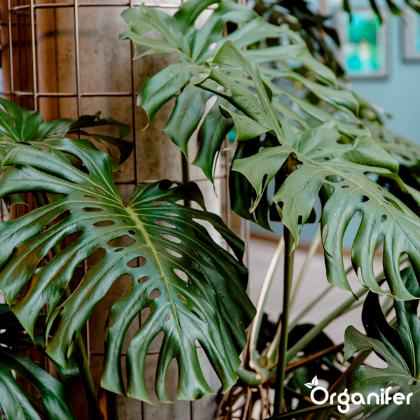 Monstera deliciosa Zimmerpflanze mit großen grünen, gefensterten Blättern an einem Rankgitter aus Draht. Organifer Logo.