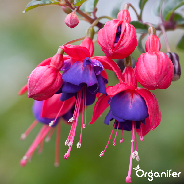 Fuchsie mit Blüten und Knospen, Organifer Logo