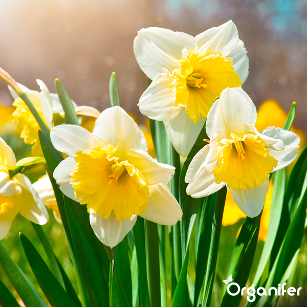 Narzisse mit weißen Blütenblättern und gelb-orangefarbener Krone im Garten, Organifer Logo.