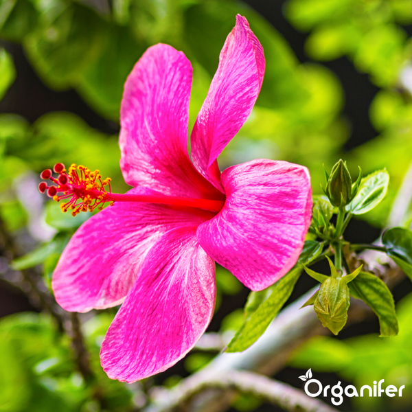 Nahaufnahme einer rosa Hibiskusblüte mit grünen Blättern und Organifer Logo.