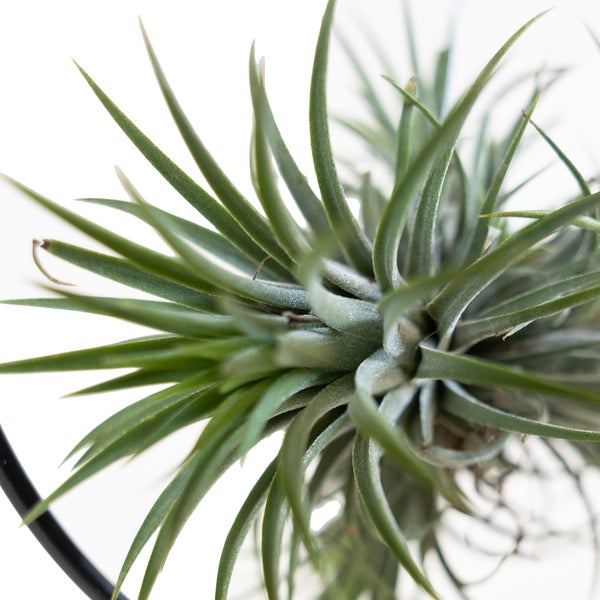 Bloomique - Tillandsia im Zierring - Zimmerpflanze - Luftpflanzen Echt - Tillandsien - Sehr Pflegeleicht - Höhe 30cm