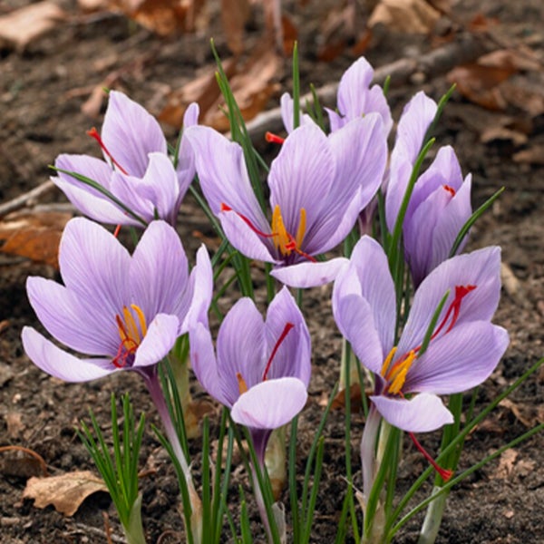 Bloomique - Mischung aus 40 - Crocus Sativus - Safrankrokus - Blau - Blumenzwiebeln - Herbstblüher - Mehrjährige Pflanzen - Wird 5-10 cm groß