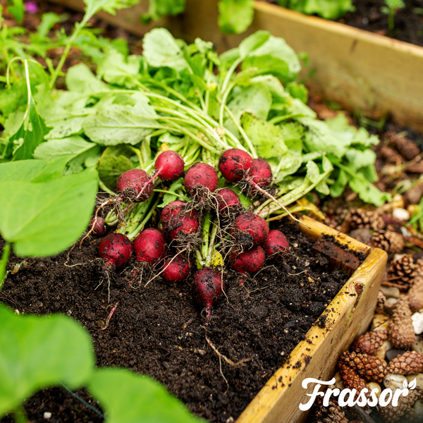 Spinatpflanzen und Zwiebeln wachsen in Gartenerde. Frassor Logo.