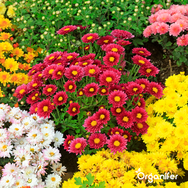 Schnittblumen-Saatgutpaket - 20 Arten - Organifer