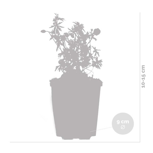 Mann befestigt Unkrautvlies mit Erdankern im Garten. GardenGloss Logo