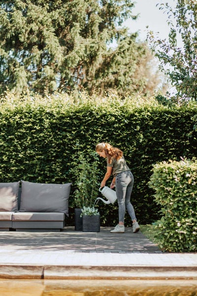 Person gießt Pflanze im schwarzen Topf mit einer weißen Gießkanne auf einer Steinterrasse vor einer grünen Hecke und einem grauen Gartensofa.