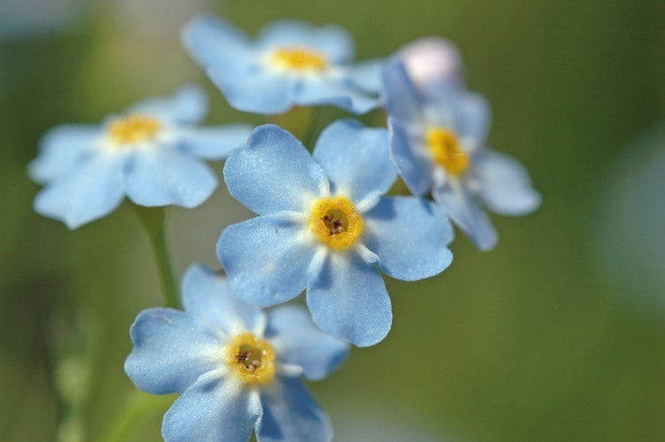 3x Myosotis Palustris – Sumpf-Vergissmeinnicht – Winterhart – Zone 1/2 – ⌀09cm - ↕15-25 cm