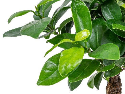 Bloomique - Ficus Ginseng - Bonsai Baum - Zimmerpflanzen - Pflegeleicht - Luftreinigend - Höhe 20-30 cm - Topf 12 cm