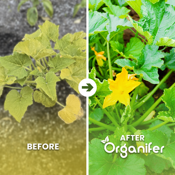 Organifer Logo über Flasche mit Zucchini-Dünger, Vergleich der Vorteile wie feste Früchte, starke Wurzeln und vinassefreie Formel.