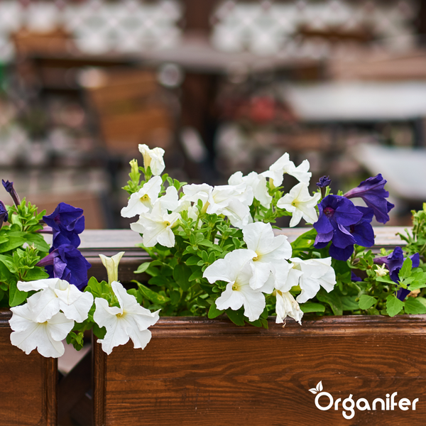 Weiße und violette Petunien in einem Blumenkasten aus Holz, Organifer Logo.