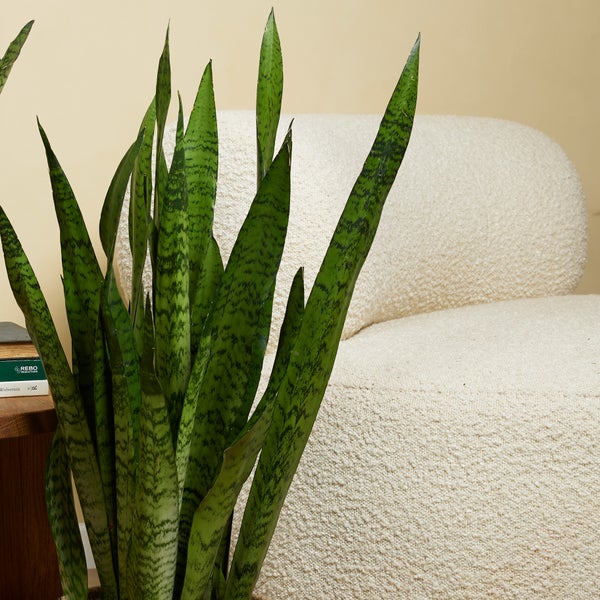 Bloomique - 2er Set - Sansevieria Zeylanica - Bogenhanf - Sukkulenten - Zimmerpflanzen - Sehr Pflegeleicht - Höhe 80-100 cm - Topf 21 cm