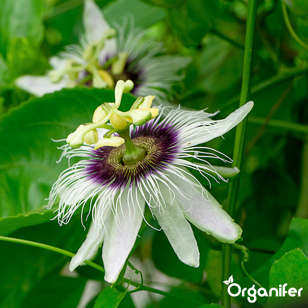 Blühende Passionsblume mit weißem und lilafarbenem Strahlenkranz und grünen Blättern, Organifer Logo.