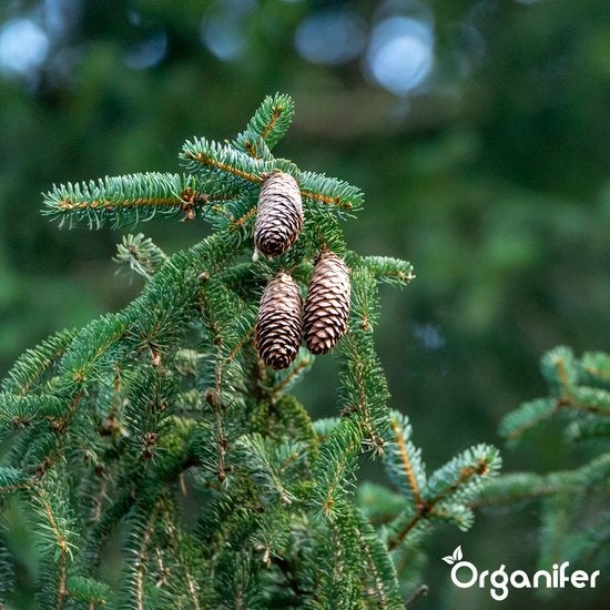 Ast mit Tannenzapfen
