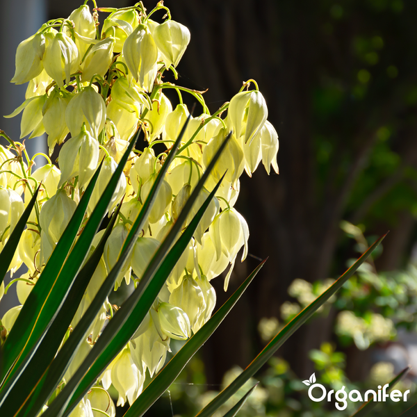 Blühende Yucca mit cremefarbenen glockenförmigen Blüten und spitzen grünen Blättern. Organifer Logo.