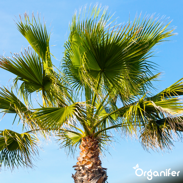 Washingtonia robusta Fächerpalme mit fächerförmigen Blättern und strukturiertem Stamm. Organifer Logo.