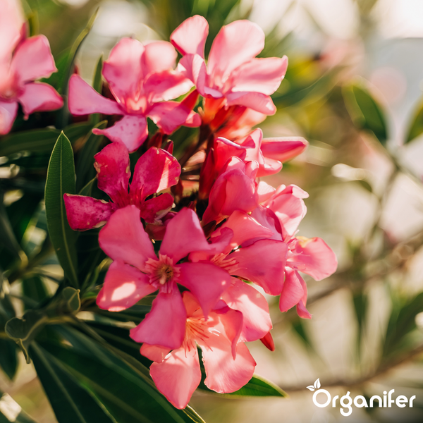 Rosafarbene Oleanderblüten mit grünen Blättern und Organifer Logo.