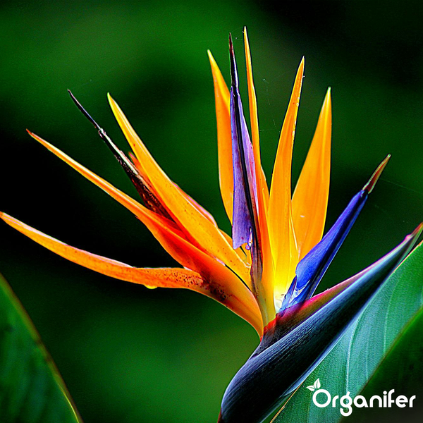 Detailaufnahme einer Paradiesvogelblume Strelitzia in voller Blüte mit orangefarbenen und blauen Blütenblättern. Organifer Logo.