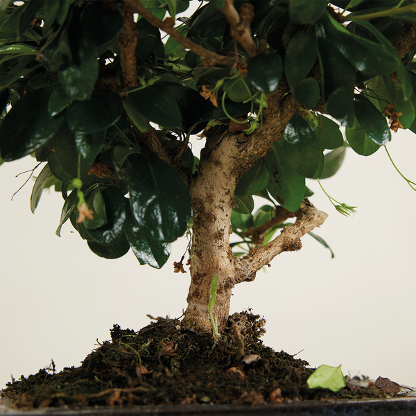 Bloomique - Bonsai Carmona - Kugelform - Bonsai-Baum - Zimmerpflanzen - Höhe 20-30 cm - 15 cm breit - inklusive Keramiktopf und Schale