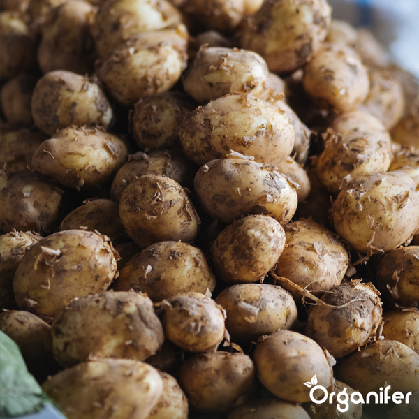 Nahaufnahme einer Hortensie mit weißen und pinkfarbenen Blüten