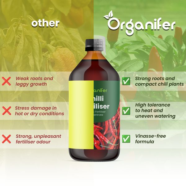 Chilipflanze mit aufrecht wachsenden roten Chilischoten an grünen Trieben. Organifer Logo.