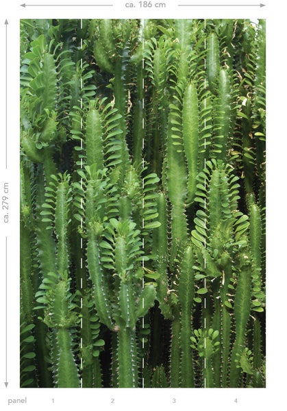 Fototapete mit Kaktusmotiv und einer Größe von circa 186 cm mal 279 cm.