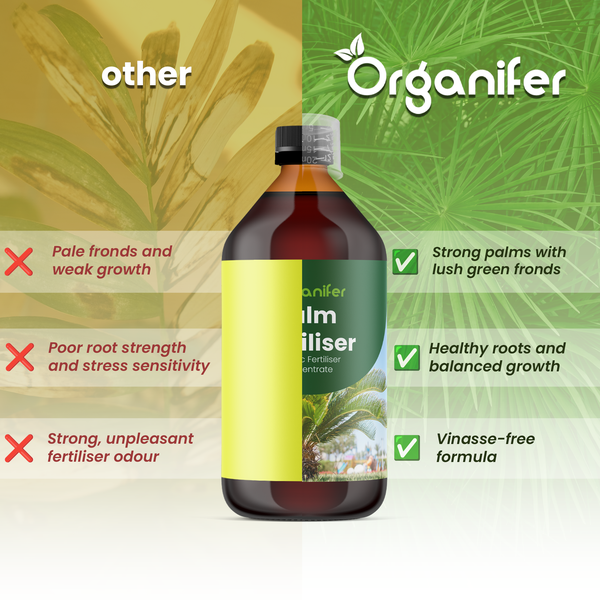 Cycas revoluta Palmfarn in einem Gartenbeet mit blühenden Petunien. Organifer Logo.