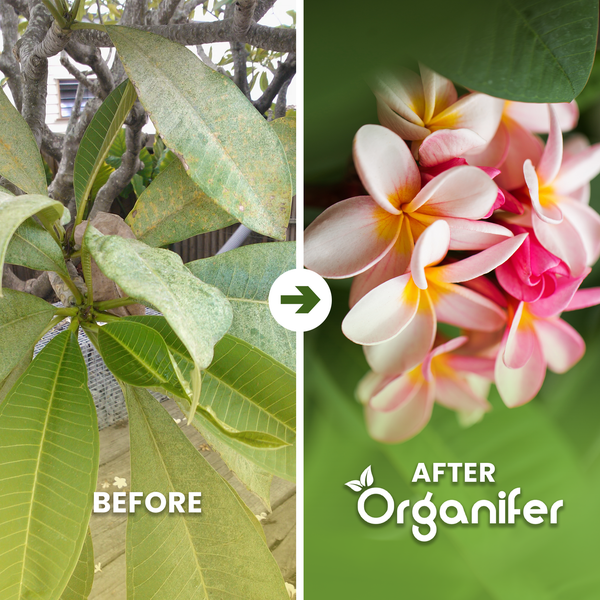 Vergleich vor und nach der Anwendung von Organifer: links kranke Blätter, rechts gesunde Blüten. Organifer Logo.