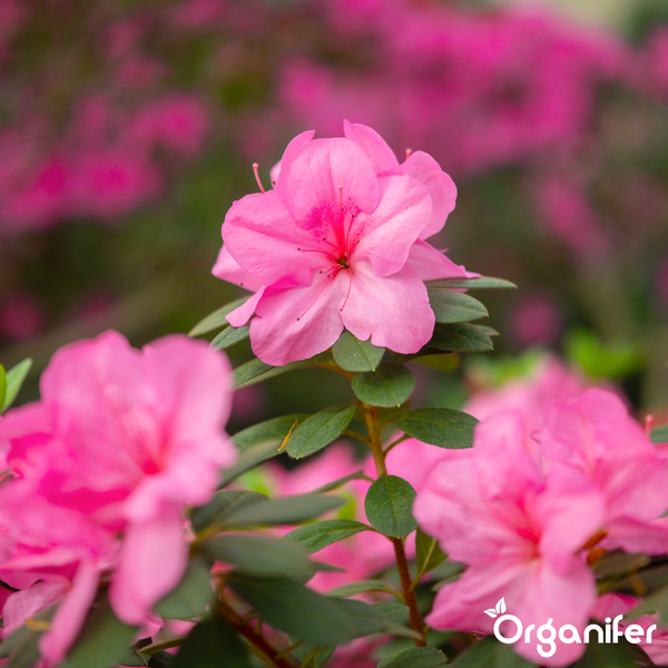 Blühende Azalee mit rosa Blüten und grünen Blättern. Organifer Logo.