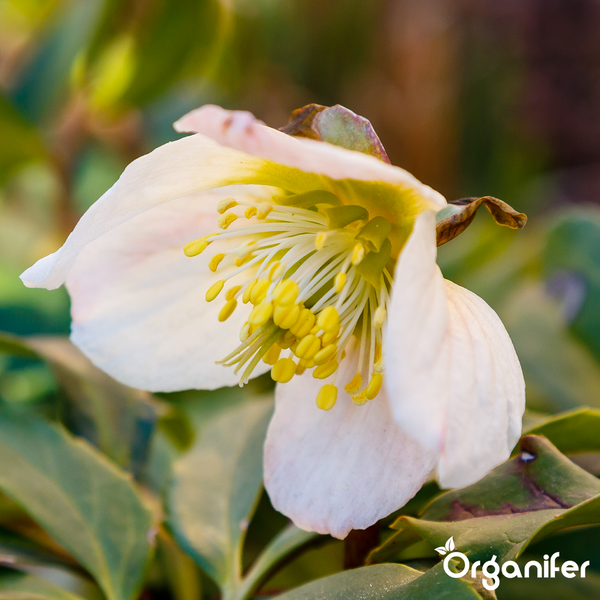 Nahaufnahme einer weißen Christrose Helleborus niger mit gelben Staubbeuteln und Organifer Logo.