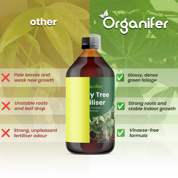Organifer Logo und Glückskastanie Dünger im Vergleich zu anderen Produkten, Vorteile wie glänzendes Laub, starke Wurzeln und vinassefreie Formel.
