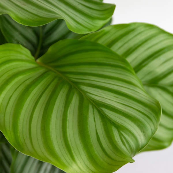 Bloomique - Calathea Orbifolia - Korbmarante -Zimmerpflanzen - Pflegeleicht - Luftreinigend - Haustierfreundlich - Höhe 40-50 cm - Topf 14 cm