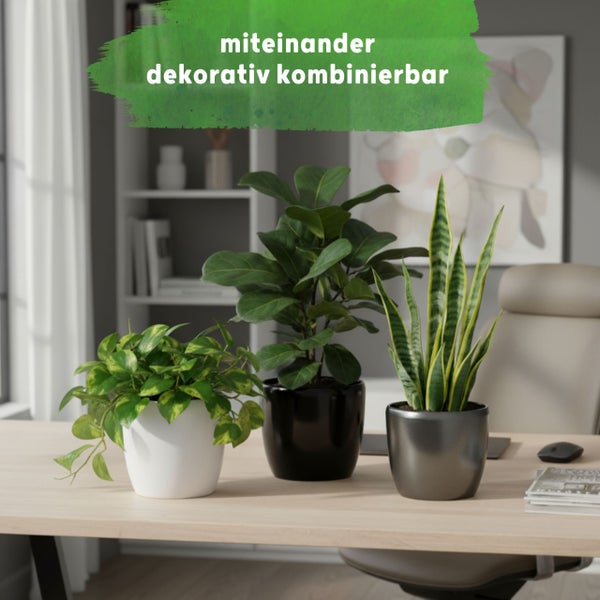Drei Zimmerpflanzen in Töpfen auf einem Schreibtisch. Efeutute, Ficus und Bogenhanf in einem hellen Büro. Text: miteinander dekorativ kombinierbar.