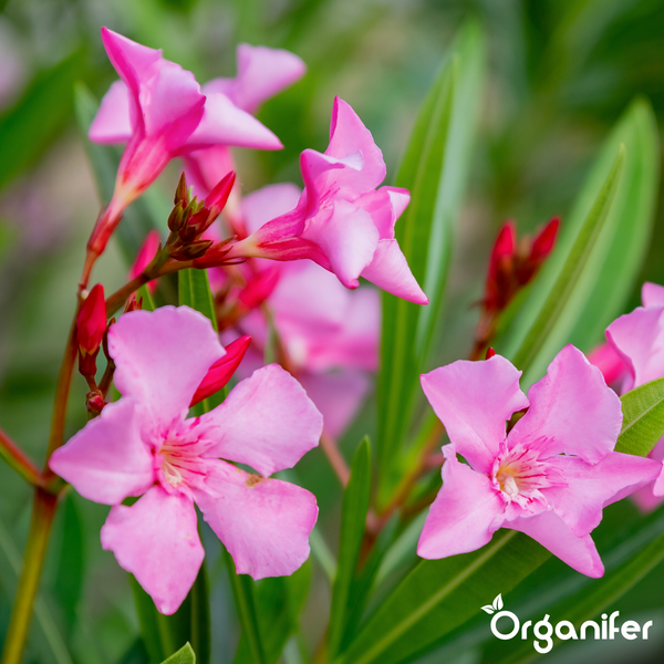Oleander mit rosa Blüten und grünen Blättern in der Nahaufnahme. Organifer Logo.