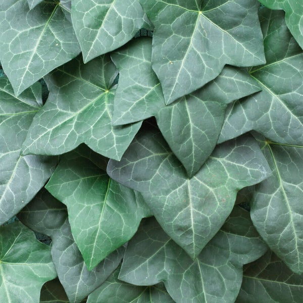 Bloomique – Hedera Hibernica – Großblättriger Efeu – Immergrün – Kletterpflanzen – Gartenpflanzen – Winterhart – Topf 15 cm – 70–80 cm hoch