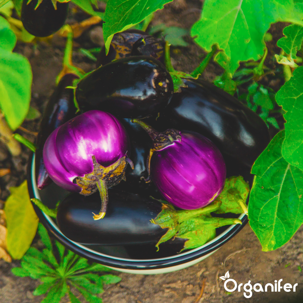 Auberginenpflanze mit violetten Blüten, dunklen Stielen und grünen Blättern, Organifer Logo