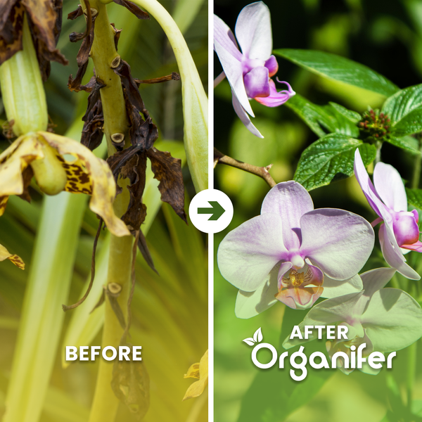 Vorher-Nachher-Vergleich einer Orchidee: Links verwelkte Blüten und Stängel, rechts gesunde, blühende Orchideen nach Anwendung von Organifer.