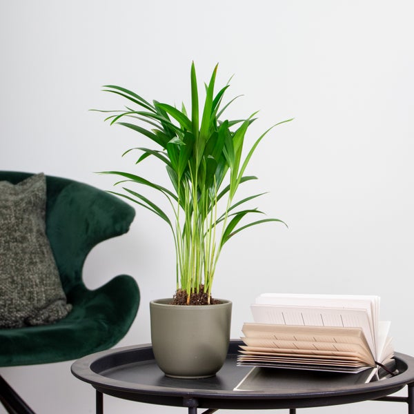 Bloomique - Dypsis Lutescens - Goldfruchtpalme - Areca Palme - Zimmerpflanzen - Pflegeleicht - Haustierfreundlich - Höhe 25-30 cm - Topf 10,5 cm