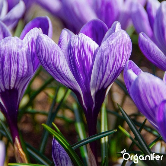 Nahaufnahme von lila Krokusblüten