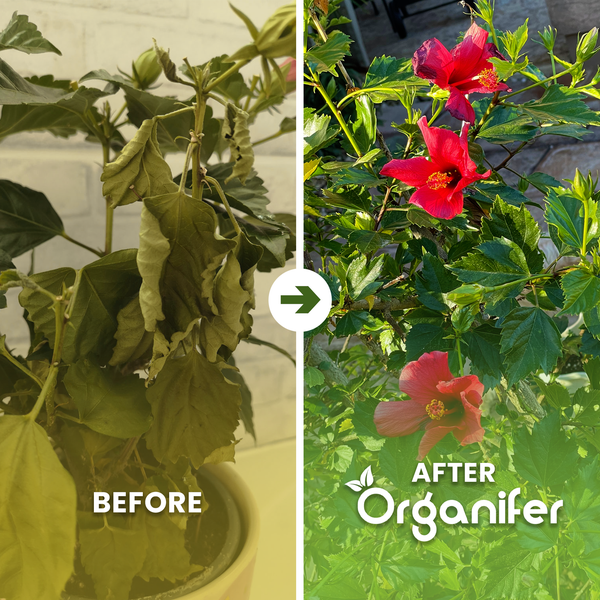 Vorher-Nachher-Vergleich einer Hibiskuspflanze mit Organifer. Links welke Blätter, rechts eine blühende, gesunde Pflanze. Organifer Logo.