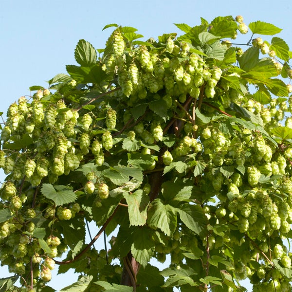 Bloomique – 2er-Set – Humulus Lupulus – Hopfenpflanze – geeignet zum Bierbrauen – Kletterpflanzen – Gartenpflanzen – winterhart – Topf 15 cm – 70–80 cm hoch