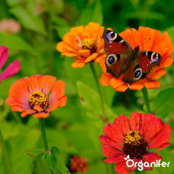 Tagpfauenauge auf einer Zinnie im Garten. Organifer Logo.