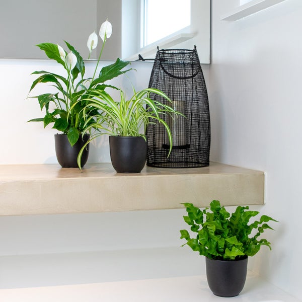 3x Badezimmerpflanzen Mix – Spatiphyllum-Asplenium-Chlorophytum – ⌀12 cm - ↕ 25-45 cm