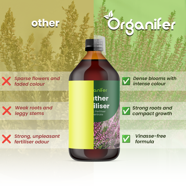 Heidekraut-Arrangement von Organifer mit verschiedenfarbigen Blüten in einem Topf auf einem Holztisch. Organifer Logo.