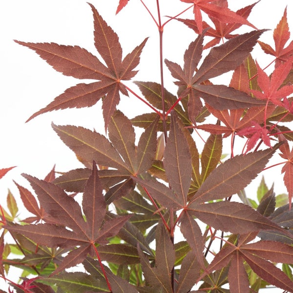 Bloomique - 4er Set - Acer Atropurpureum - Japanischer Ahorn - Winterharte Pflanzen - Gartenpflanzen Winterhart - Höhe 20-30 cm - Topf 10,5 cm