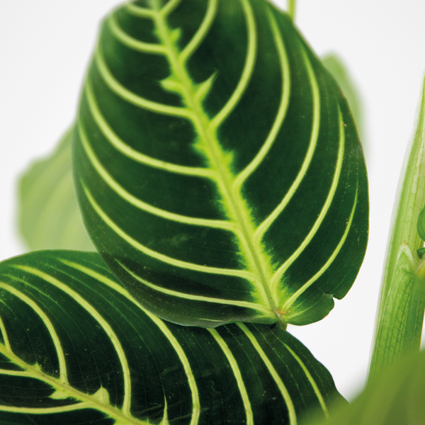 Bloomique - Maranta Lemon Lime - Gebetspflanze - Zimmerpflanzen - Luftreinigend - Höhe 10-15 cm - Topf 12 cm