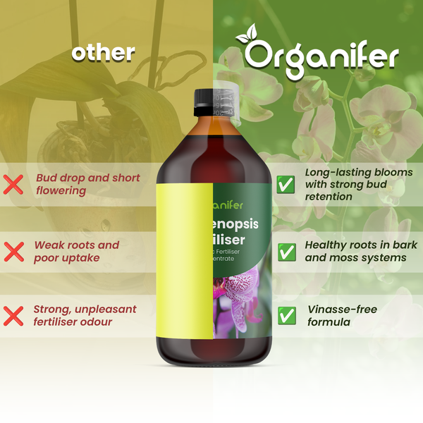 Nahaufnahme von gefleckten Orchideenblüten der Gattung Phalaenopsis mit Organifer Logo.