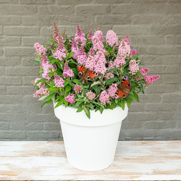 Bloomique - Buddleja Butterfly Little Pink - Schmetterlingsflieder - Gartenpflanzen - Winterhart - 30-40 cm Hoch - Topf 19 cm