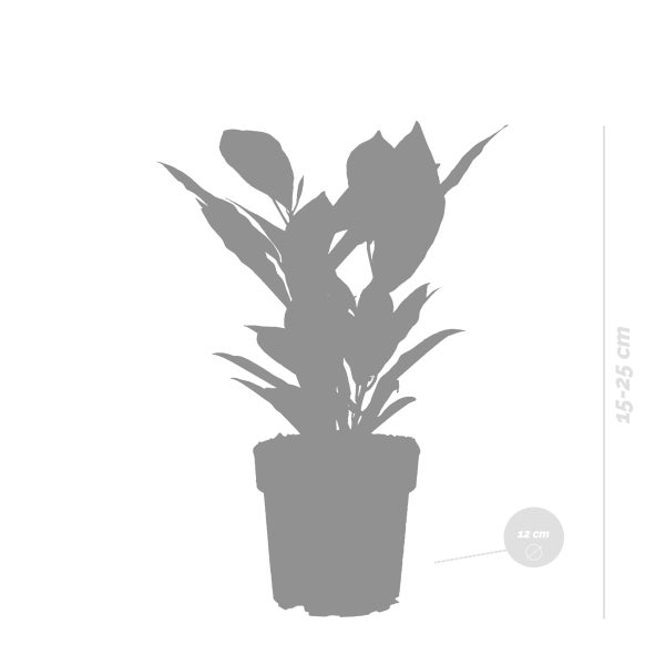 Codiaeum 'Sonniger Stern' | Croton - Kamerplant in Kwekerspot ⌀12 cm - ↕15-25 cm