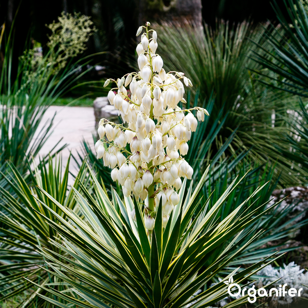 Blühende Yucca-Palme mit buntlaubigen grün-gelben Blättern und einer hohen Blütenrispe mit weißen glockenförmigen Blüten. Organifer Logo.